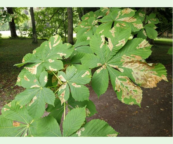 Ploskáčik pagaštanový