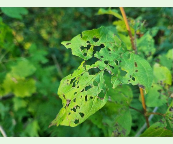 Váhavec Pyrrhalta viburni