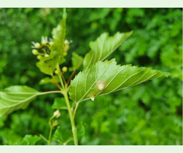 Hrčiarka Oligotrophus szepligetii