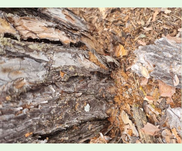 Lykožrút borovicový