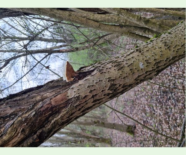 Trúdnikovec hrbatý