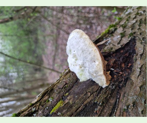 Trúdnikovec hrbatý