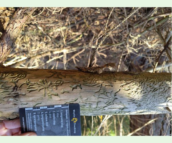 A - Ambiguously determined, we are not sure