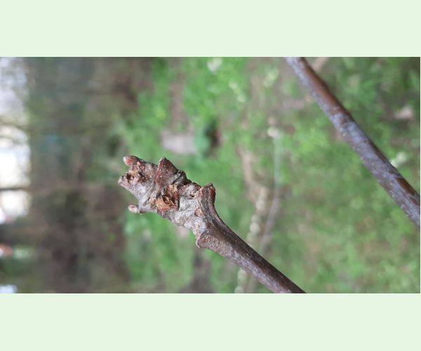 Hrčiarka Pseudoneuroterus macropterus