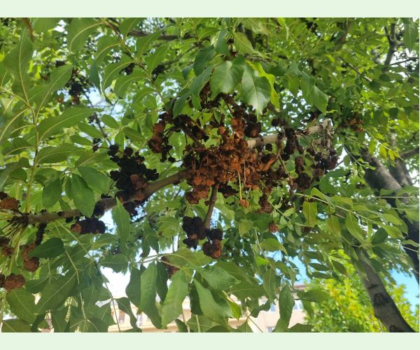 Roztoč Aceria fraxinivora