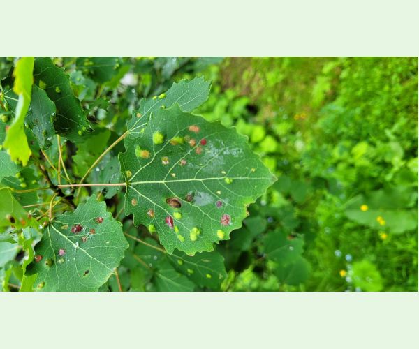 Roztoč Phyllocoptes populi