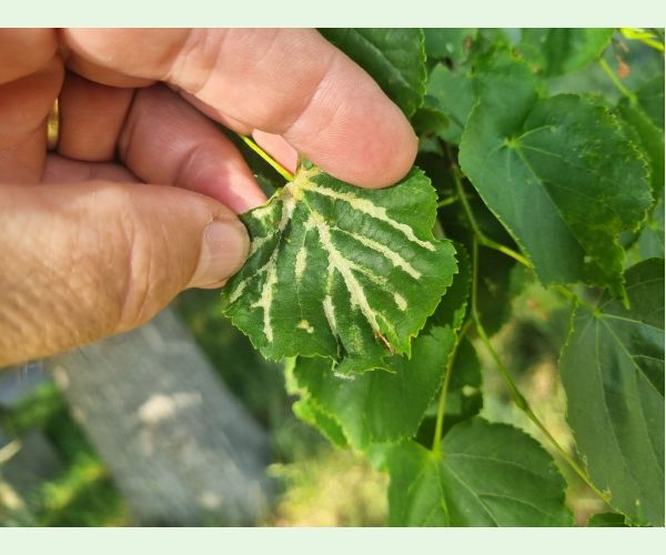 Roztoč Eriophyes nervalis