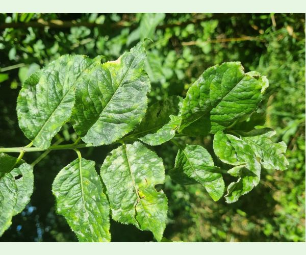 Múčnatka- Erysiphe euonymi