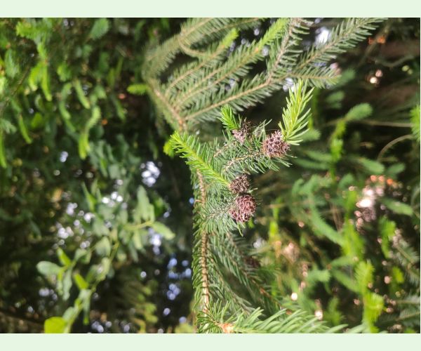 Kôrovnica smrekovcová