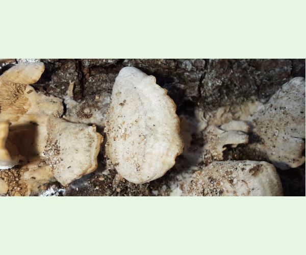 Trúdnikovec zamatový