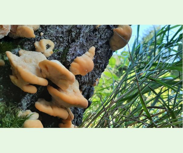 Šťavnatec smrekový