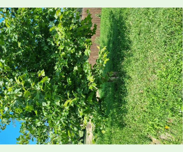 Sietnička platanová