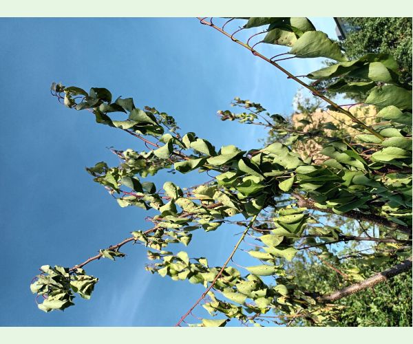 Monilióza kôstkovín