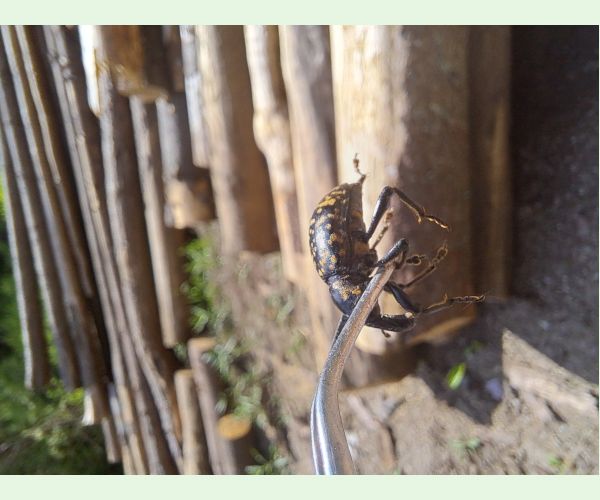 Tvrdoň deväťsilový