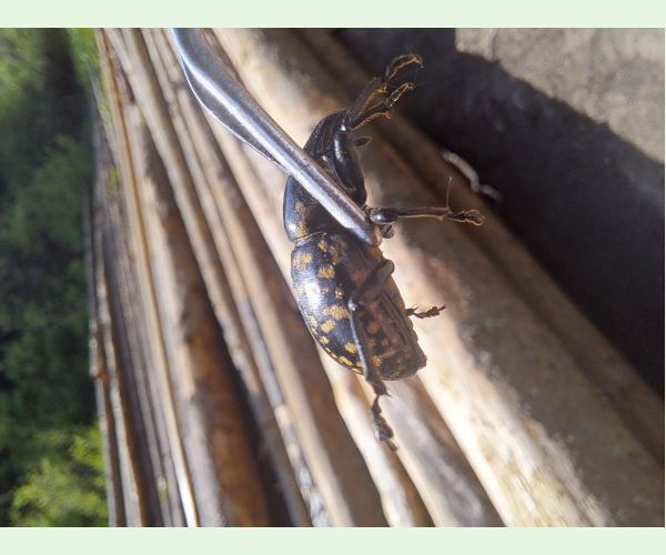 Tvrdoň deväťsilový