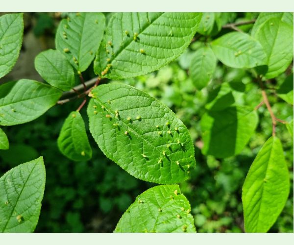 Roztoč Eriophyes padi