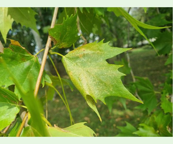 Sietnička platanová
