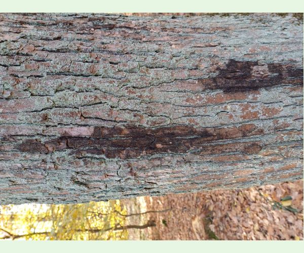 Akútne hynutie dubov