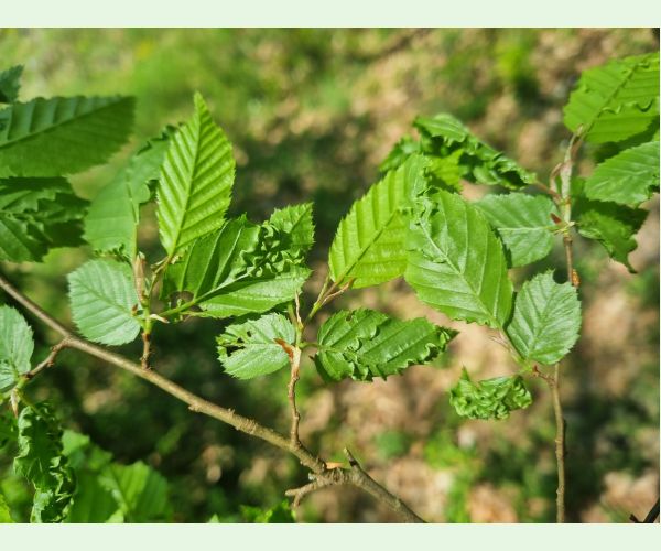 Roztoč Aceria macrotrichus