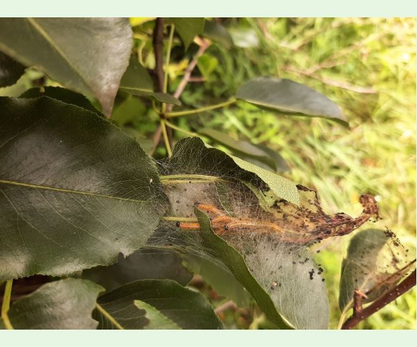 Ploskanka hrušková