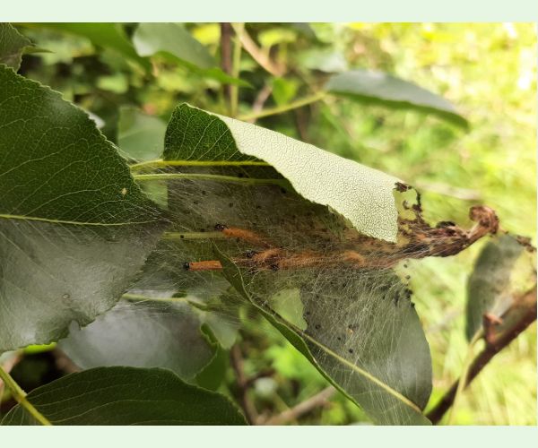 Ploskanka hrušková