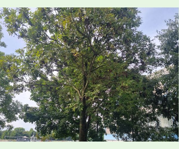 Roztoč Aceria fraxinivora