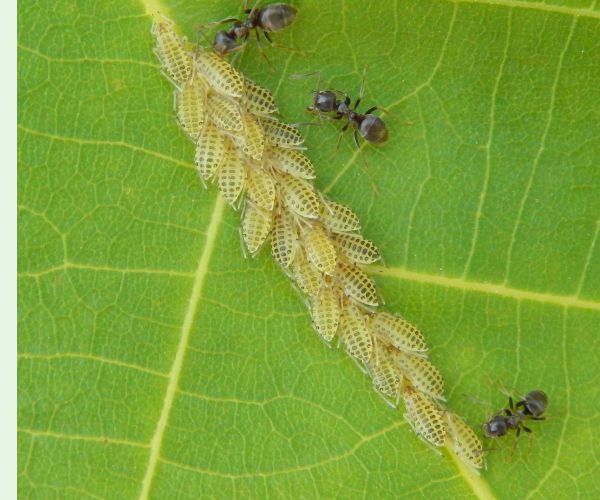 Stromárka orechová