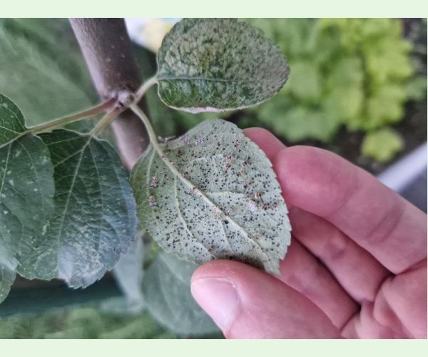 Sietnačka hrušková