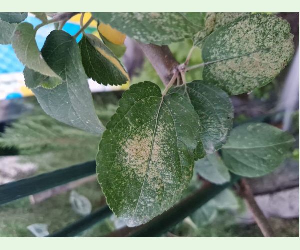 Sietnačka hrušková