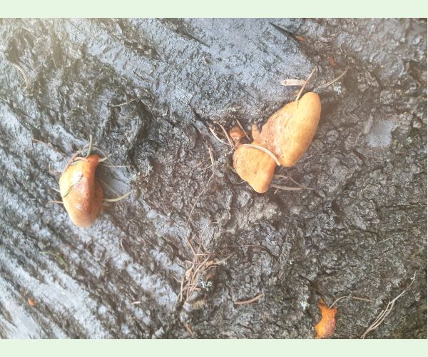 Červenica rumelková