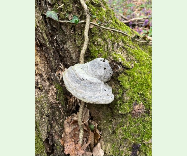 Práchnovec kopytovitý