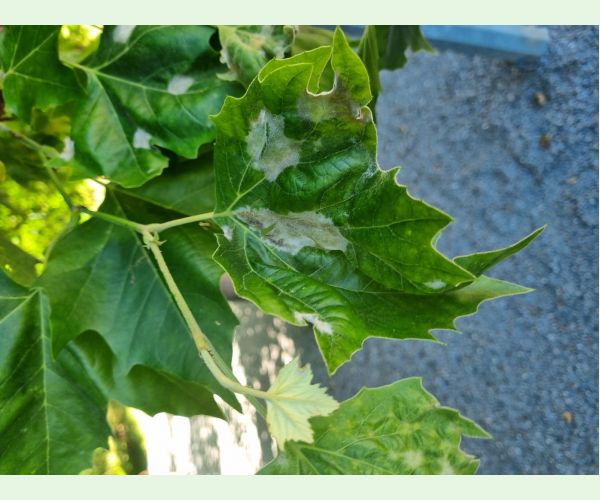 Múčnatka platanová