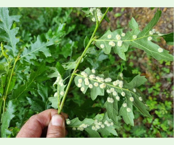 Hrčiarka Dryomyia circinans