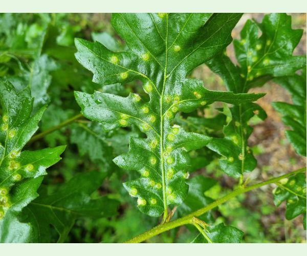 Hrčiarka Dryomyia circinans