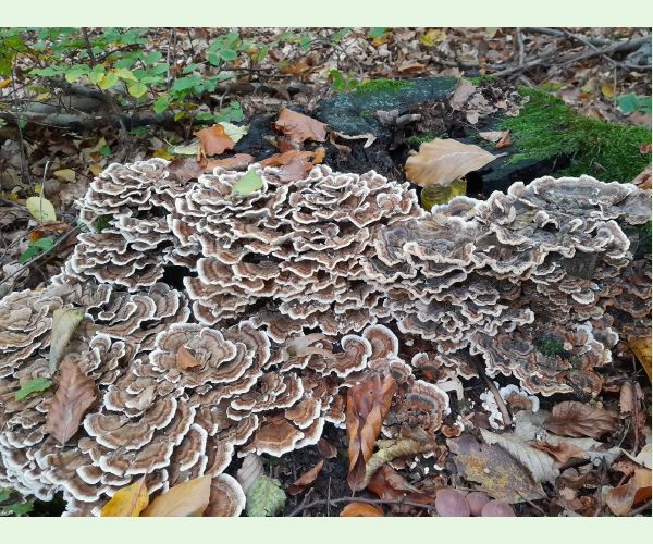 Trúdnikovec pestrý