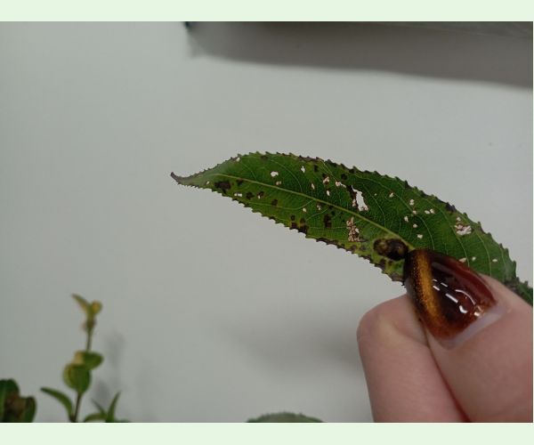 A - Ambiguously determined, we are not sure