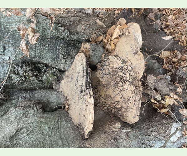 Lesklokôrovka plochá