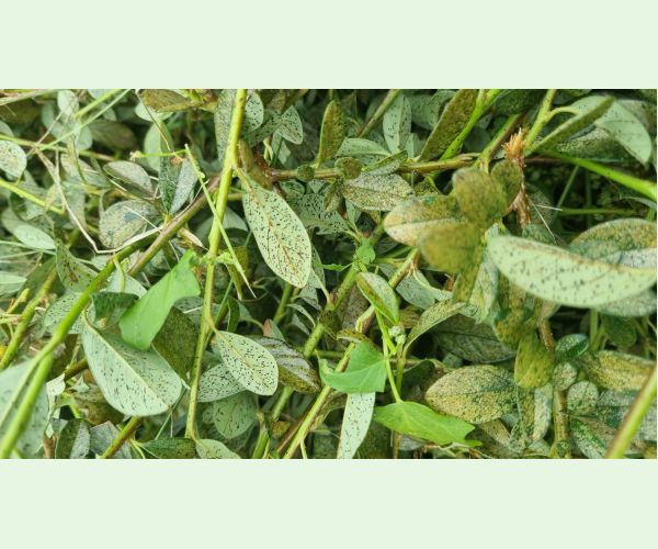 Sietnačka hrušková