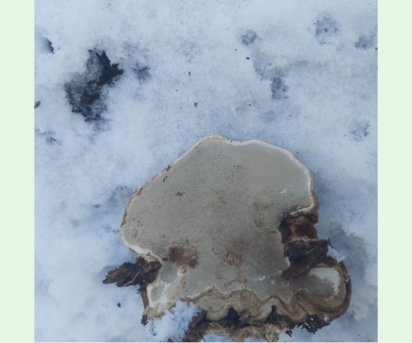 Lesklokôrovka plochá