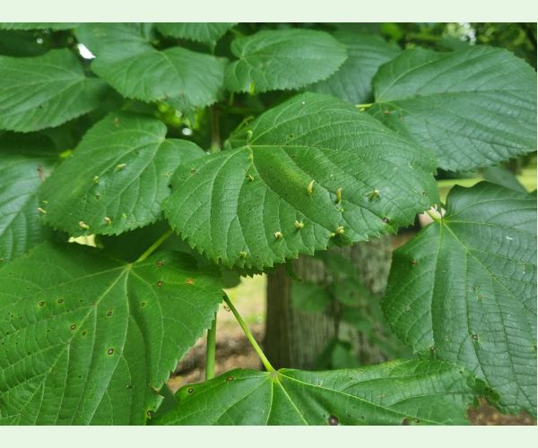 Roztoč Vlnovník lipový