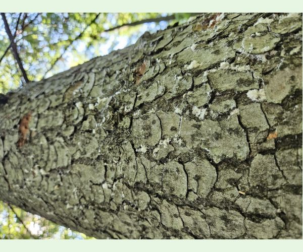 Treptoplatypus oxyurus