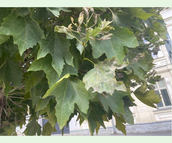 Múčnatka platanová