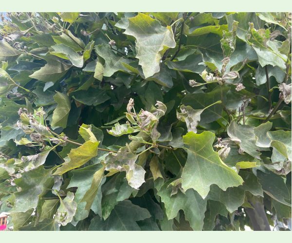 Múčnatka platanová