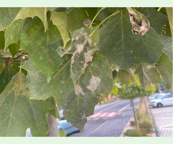 Múčnatka platanová