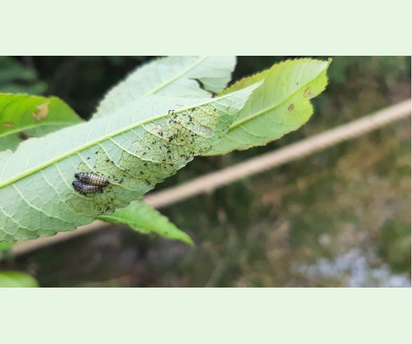 Liskavka Chrysomela vigintipunctata