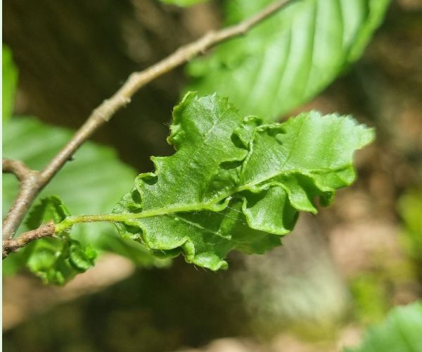 Roztoč Aceria macrotrichus