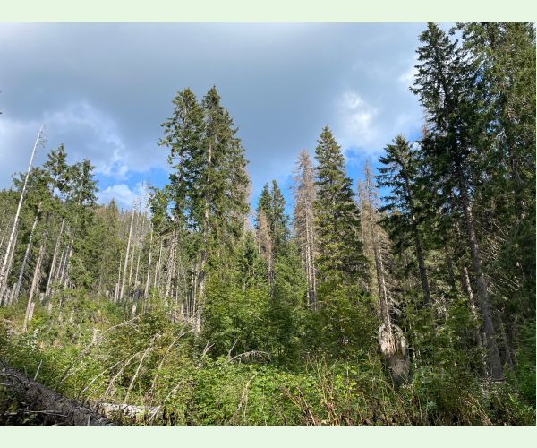 Lykožrút smrekový