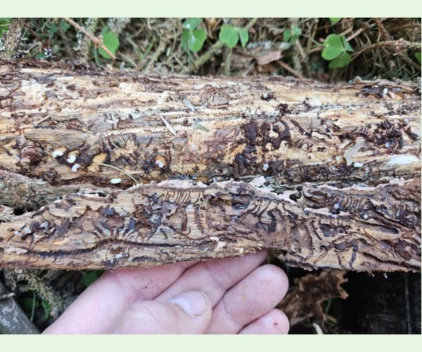 Lykožrút smrekový