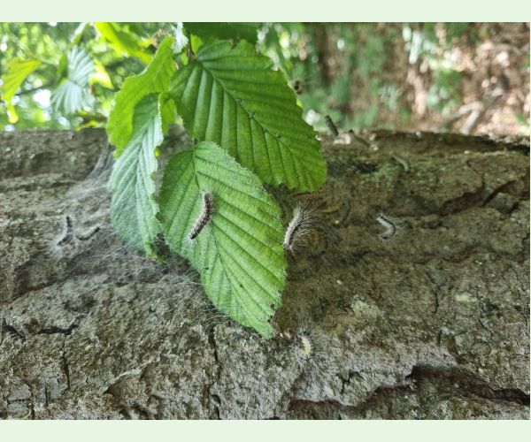 Priadkovček dubový