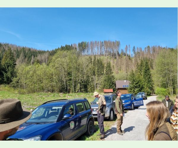 Lykožrút smrekový